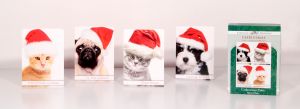 Christmas Paws Christmas Cards Variety_1